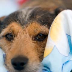 Cão na cama