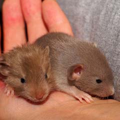 Ratos