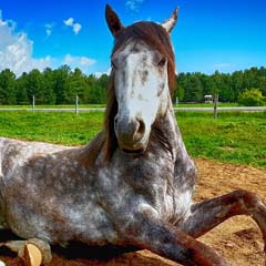 Cavalo
