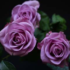 Três Rosas