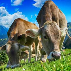 Vacas