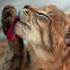 Banho de gato