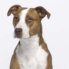 Pitbull