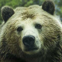 Urso