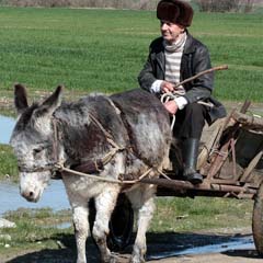 Alentejano de burro