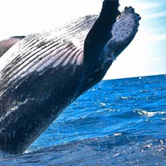 Baleia