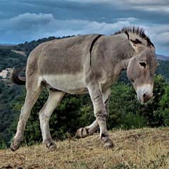 Burro