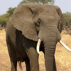 Elefante