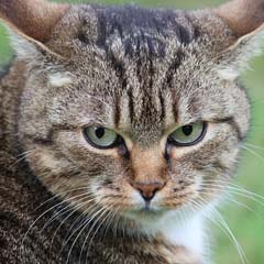 Gato