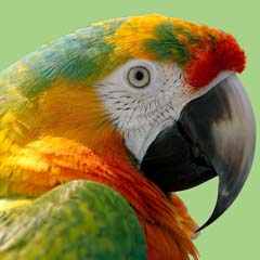 Papagaio