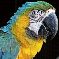 Papagaio