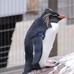 Pinguim