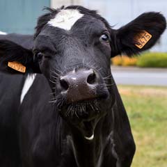 Vaca
