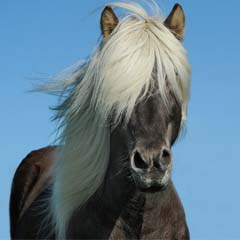 Cavalo