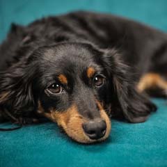 Cão