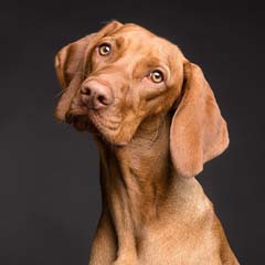 Cão