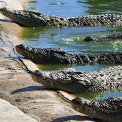 Crocodilos