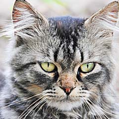 Gato Pardo