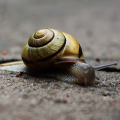 Caracol