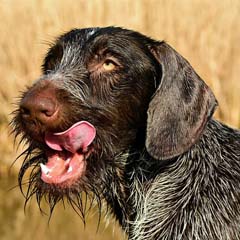 Cão