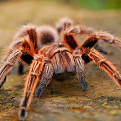 Aranha