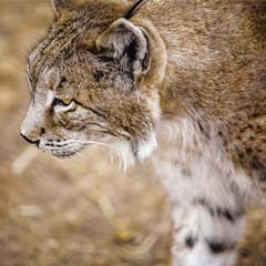 Lince Ibérico