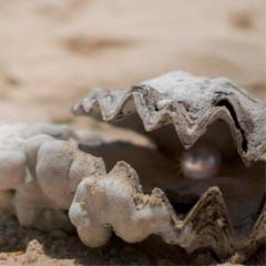 Ostra