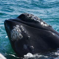 Baleia Franca