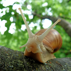Caracol