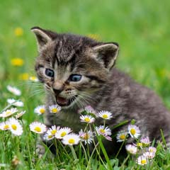 Gato