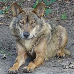 Lobo-ibérico