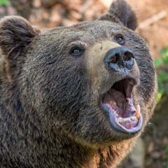 Urso