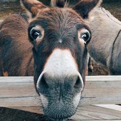 Burro