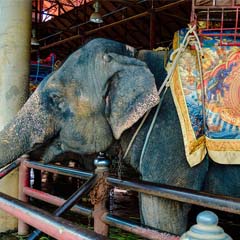 Elefante no circo