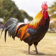 Galo