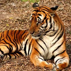Tigre do Sul da China
