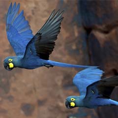 Arara Azul de Lear