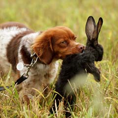 Cão e coelho