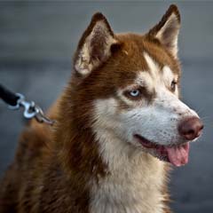 Cão guia