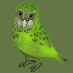 Kakapo