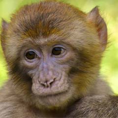 Macaco