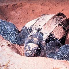 Tartaruga de Couro