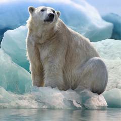 Urso Polar