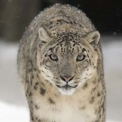 Leopardo das Neves