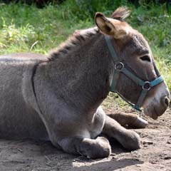 Burro