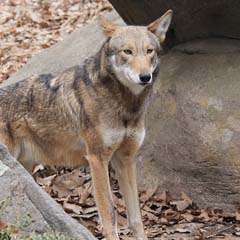 Lobo vermelho
