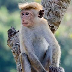 Macaco