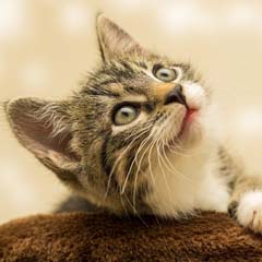 gato