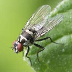 Mosca