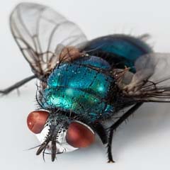 Mosca
